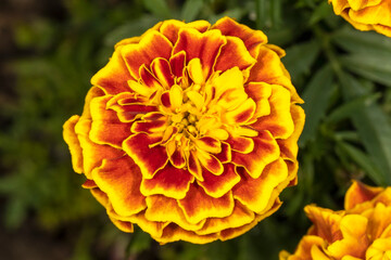 Beautiful Orange and yellow flowers in a garden