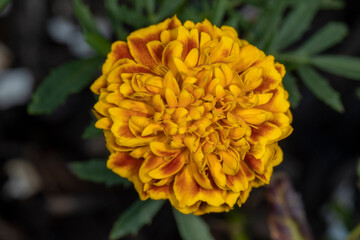 Beautiful Orange and yellow flowers in a gardewr