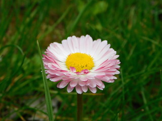 Obraz premium White-pink flower with yellow core `Daisy`