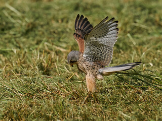 Common kestrel (Falco tinnunculus) 