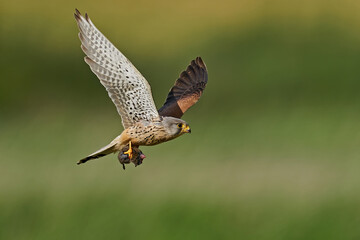 Common kestrel (Falco tinnunculus) 