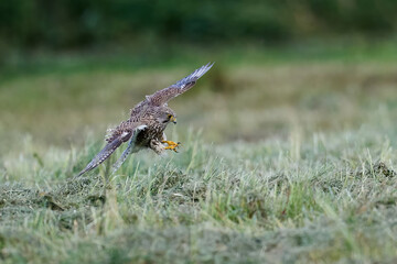 Common kestrel (Falco tinnunculus) 