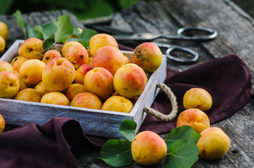 Delicious ripe apricots with leaves in a wooden box on the old dark table.