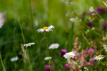 Real natural backround: chamomile and other wild flowers on a sunny meadow on summer day