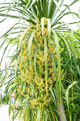 Dracaena loureiri gagnep flowers, Agavaceae flowers. Dracaena cochinchinensis flowers on tree.