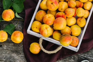 Delicious ripe apricots with leaves in a wooden box on the old dark table.