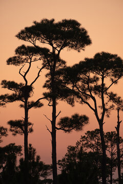 Tree Silhouettes at Sunset
