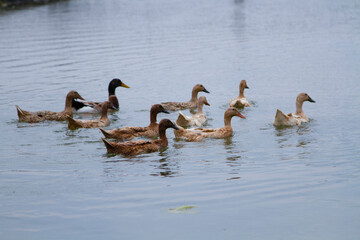ducks on the lake