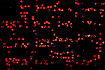 Fototapeta na wymiar Red lights on a black background create a digital effect. Geometric abstract background.A colorful pattern.Unique texture.