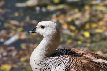 Male of Upland Goose (Chloephaga picta) in Ushuaia area, Land of Fire (Tierra del Fuego), Argentina