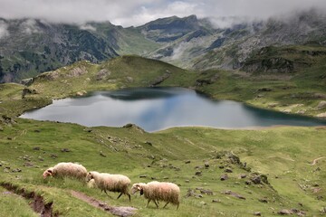Des moutons broutent en altitude dans un paysage magnifique où l'environnement est sain. Les nuages tombent sur un joli lac où se reflètent les montagnes.