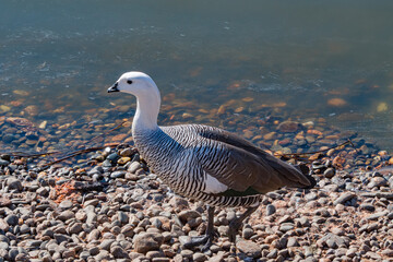 Male of Upland Goose (Chloephaga picta) in Ushuaia area, Land of Fire (Tierra del Fuego), Argentina