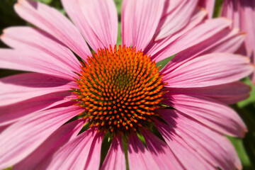 Purple coneflower or Echinacea close up showing geometric pattern of flower center