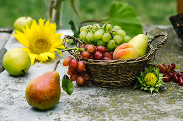 Organic fruit in basket. Fresh grapes, pears and apples in nature