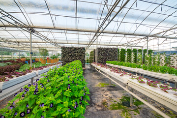 Agricultural plants grown in a modern greenhouse.
