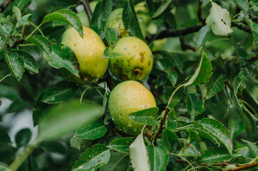 Ripe pears with rain drops hanging on the tree ready for harvest