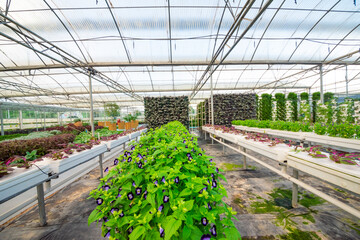 Agricultural plants grown in a modern greenhouse.