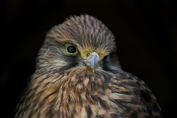 Common kestrel (Falco tinnunculus) Juvenile