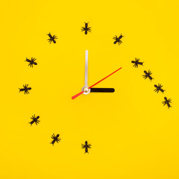 Ant o' clock