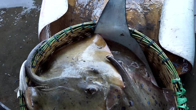 Fresh marine stingray for sale at Traditional Seafood market