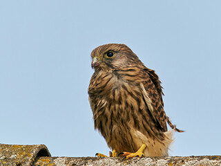 Common kestrel (Falco tinnunculus) Juvenile