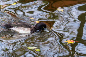 Tufted Duck (Aythya fuligula) drake on lake