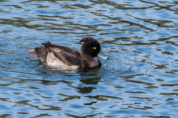 Tufted Duck (Aythya fuligula) drake on lake