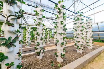 Agricultural plants grown in a modern greenhouse.