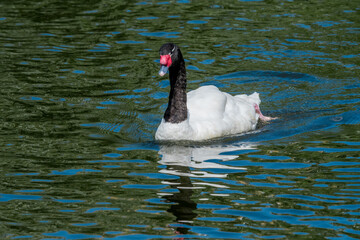 Black-necked Swan (Cygnus melancoryphus) on pond in park
