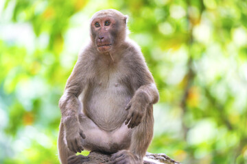 Male cute wild monkey sitting on a rock in green tropical forest with trees