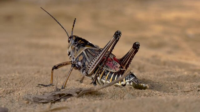 Eastern lubber grasshopper rear view close up