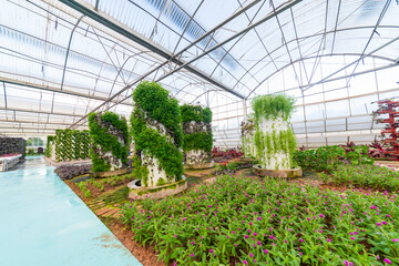 Agricultural plants grown in a modern greenhouse.