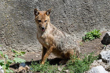 Close up of Golden Jackal Canis Aureus