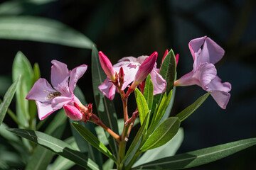 Close up pink (Oleander Nerium)  flower in nature garden