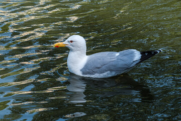 Herring Gull (Larus argentatus) in park, Russia