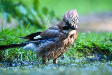 jay taking a bath
