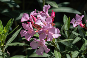 Close up pink (Oleander Nerium)  flower in nature garden