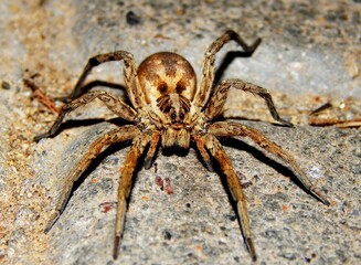 Brown large Tarantula on the asphalt close up