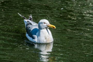 Herring Gull (Larus argentatus) in park, Russia