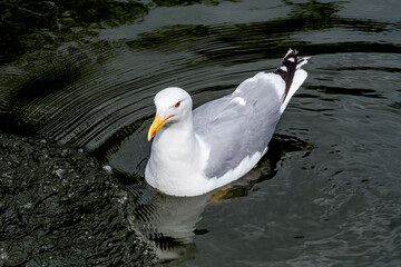 Herring Gull (Larus argentatus) in park, Russia