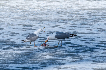 Herring Gull (Larus argentatus) in park, Russia