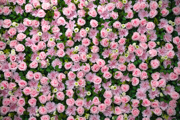 pink flowers background