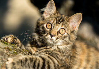 Portrait of a 4 month old mongrel cat. Latin: Felis catus. Tabby kitten climbing on tree. Her irises are dilated. She looks with wide curious eyes at the photographer.