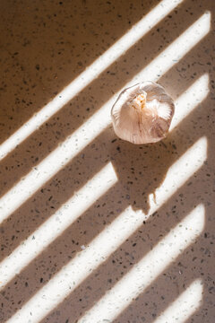 garlic in the sun