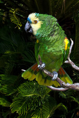 Blue-fronted Parrot (Amazona aestiva)