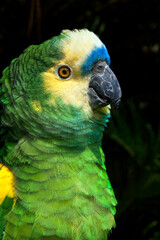 Blue-fronted Parrot (Amazona aestiva)