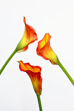 Orange calla flowers