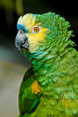 Blue-fronted Parrot (Amazona aestiva)