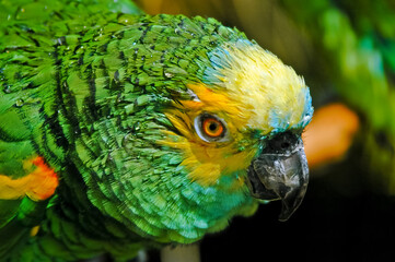 Blue-fronted Parrot (Amazona aestiva)