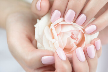 Female hands with delicate manicure holding a white rose.